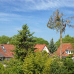 Wenn der Nachbar das Fällen des Baumes verlangt