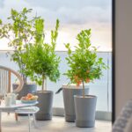 Grüner Balkon für alle