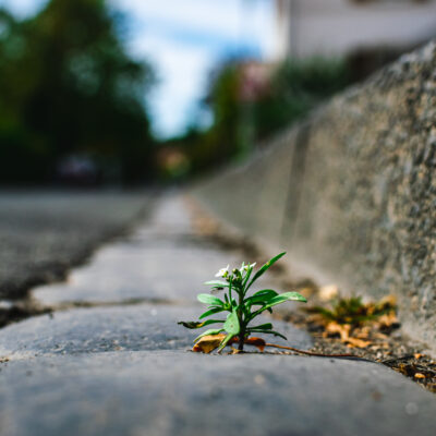Boden befreien: Weg mit dem Asphalt