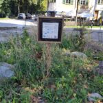 Asphalt raus, Kies rein: Entsiegeln für Anfänger*innen