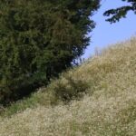 Schäden durch invasive Neobiota effizient verhindern