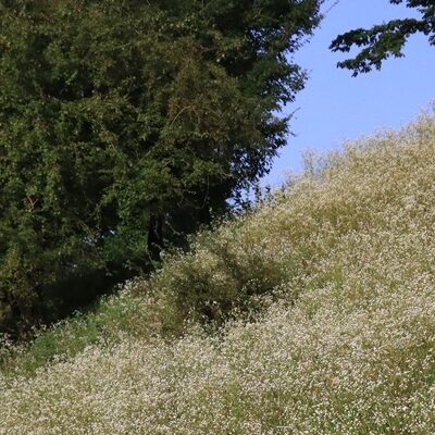 Schäden durch invasive Neobiota effizient verhindern