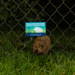 Freie Bahn für Igel und Co.