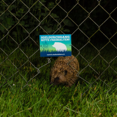 Freie Bahn für Igel und Co.