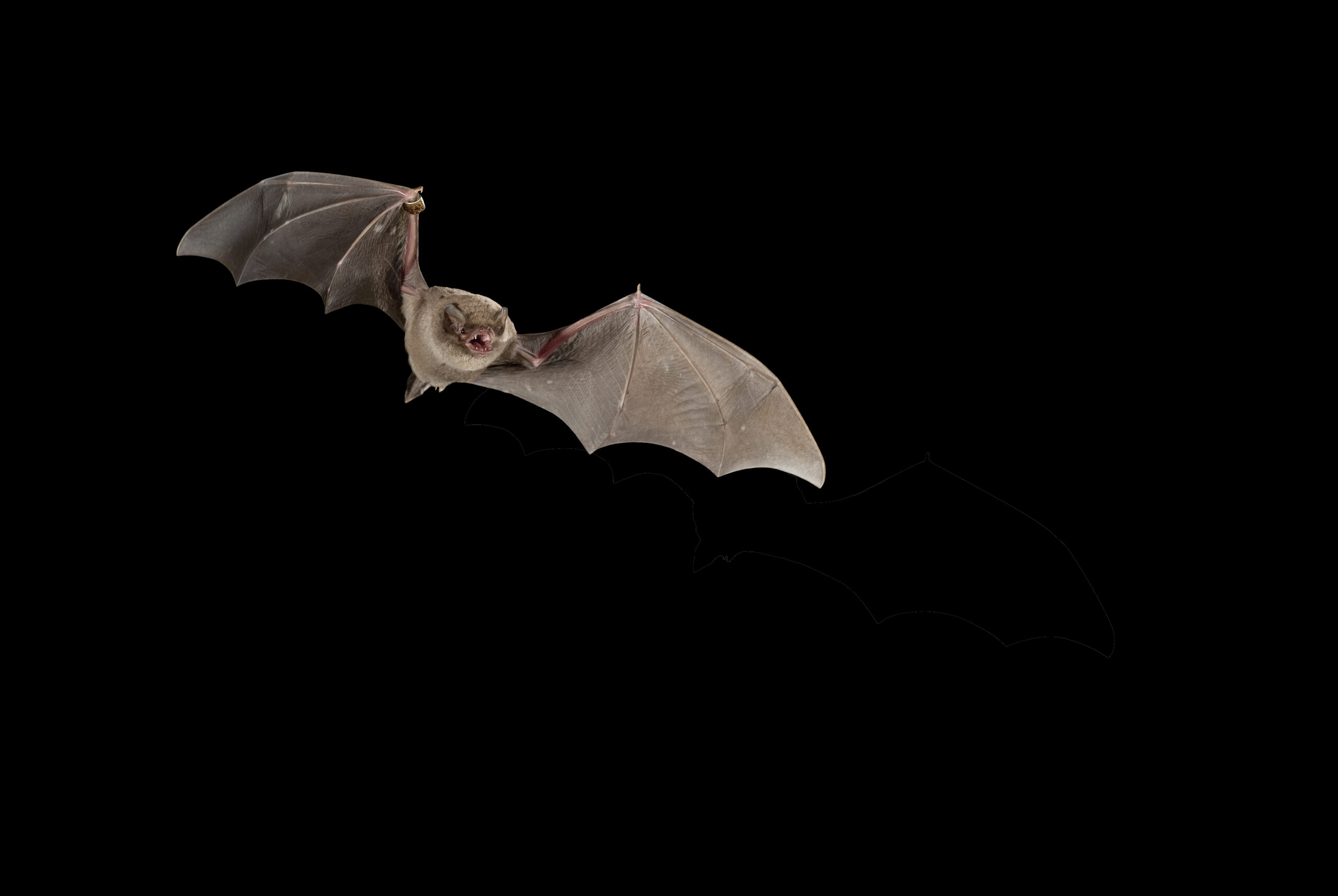 Bat bent common Miniopterus schreibersii, flying in a cave, with black background