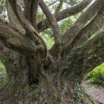 Revidiertes Erbrecht