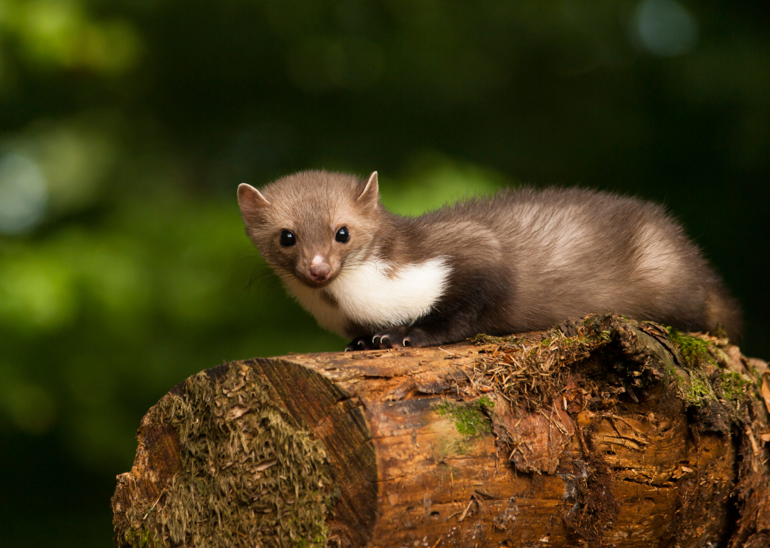 White brasted marten lying on wood - Martes foina