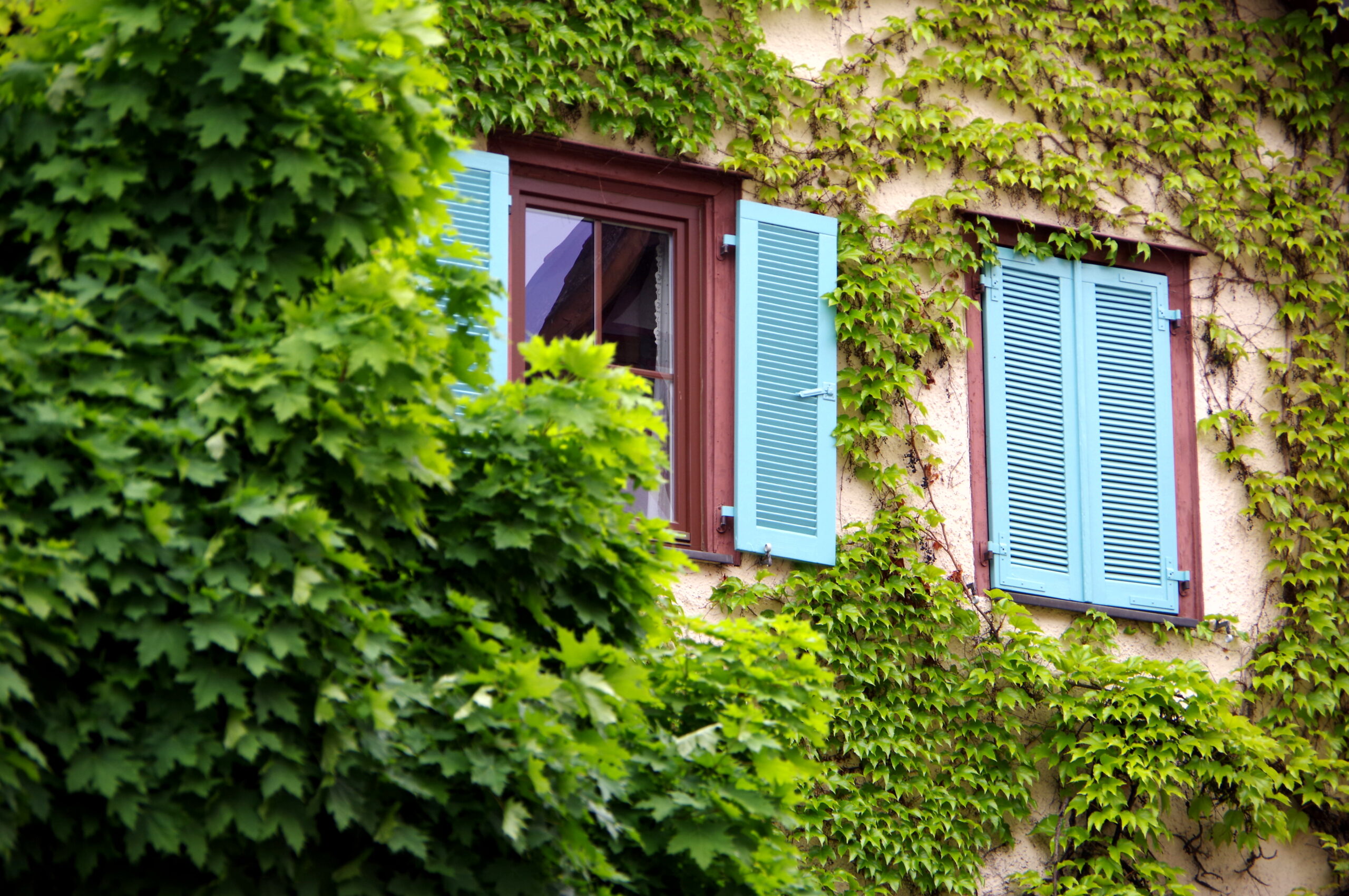 Facade With Light Blue Shutters And Green Vine Leaves